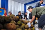 Durian Vaganza Digelar, MNC Finance-MNC Leasing dan Mitra Makan Bersama 5.000 Durian Durian Vaganza Digelar, MNC Finance-MNC Leasing dan Mitra Makan Bersama 5.000 Durian