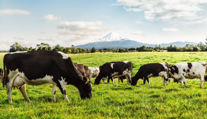 Mengenal Susu Grass-fed: Baik untuk Penuhi Gizi Harian Orang Dewasa