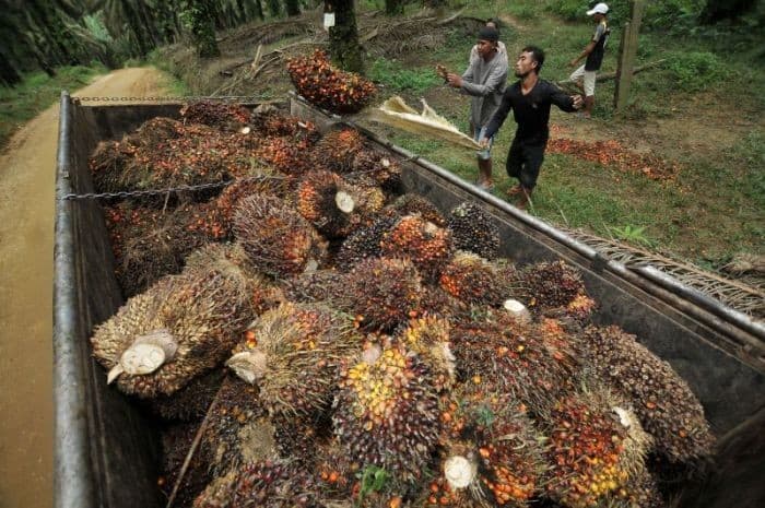 Eagle High (BWPT) Bakal Terbitkan Obligasi Rp98 Miliar, Tawarkan Bunga hingga 11 Persen