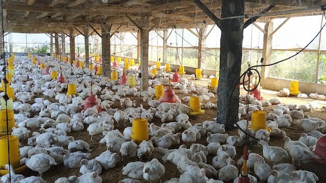 Investor Asing di Sektor Perunggasan Dikhawatirkan Perkuat Praktik Monopoli Industri
