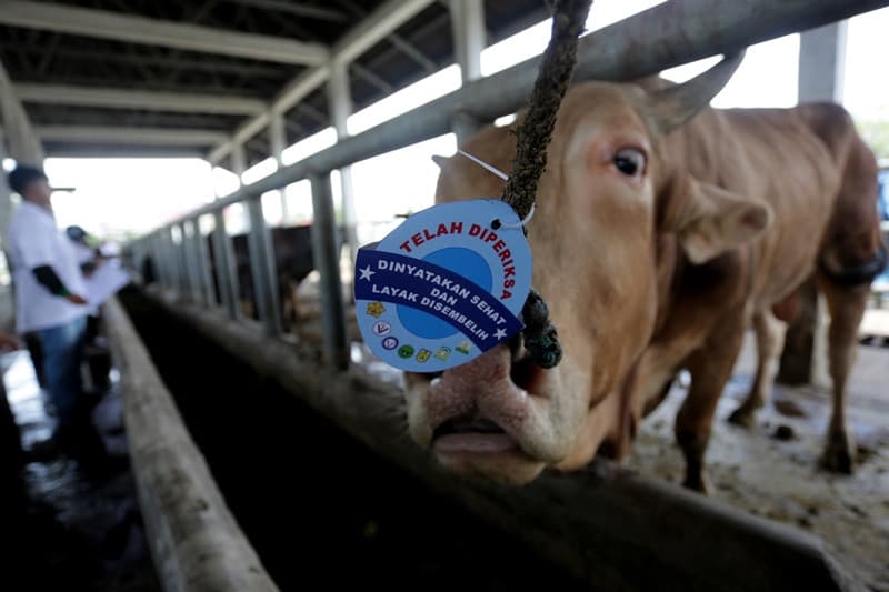 Wamentan Pastikan Ketersediaan Daging Sapi Nasional Aman Jelang Iduladha 2026