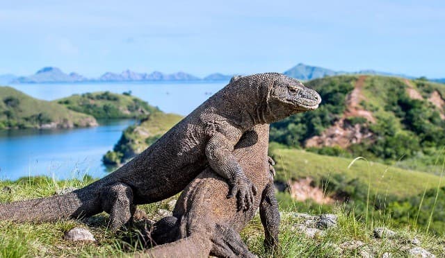 Soal Kuota Wisatawan TN Komodo hanya 1.000 Orang per hari, Menhut: Sudah Diinisiasi Sejak Lama