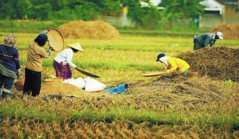 Ini Bukti Kebijakan Pemerintah di Balik Swasembada dan Peningkatan Kesejahteraan Petani