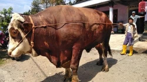 Jelang Iduladha, Kementan Catat Ketersediaan Hewan Kurban Surplus 891 Ribu Ekor 