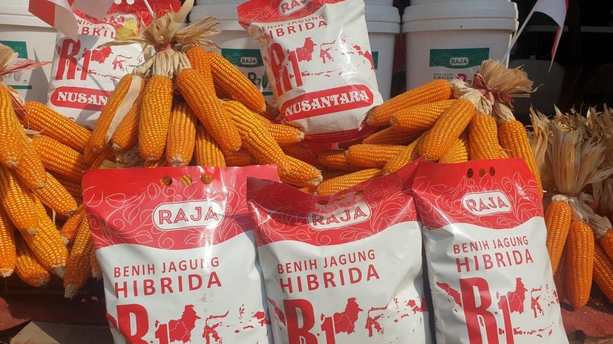 Produksi Jagung Nasional Diprediksi 18 Juta Ton Sepanjang 2026