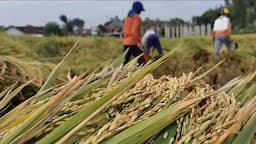 Harga Beras Alami Deflasi di Akhir 2025 Saat Paceklik, Bagaimana Harga Petani?