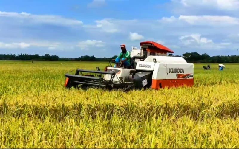 Pemerintah Terus Jaga Harga Gabah Petani