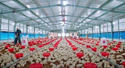 Sektor Unggas Overweight Jelang Nataru, Begini Prospek JPFA dan CPIN