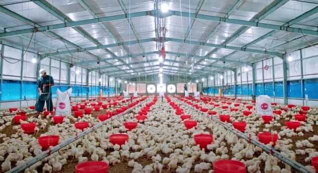 Sektor Unggas Overweight Jelang Nataru, Begini Prospek JPFA dan CPIN