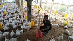 Momen Nataru Angkat Harga Broiler Industri, Biaya Pakan Unggas Mulai Stabil