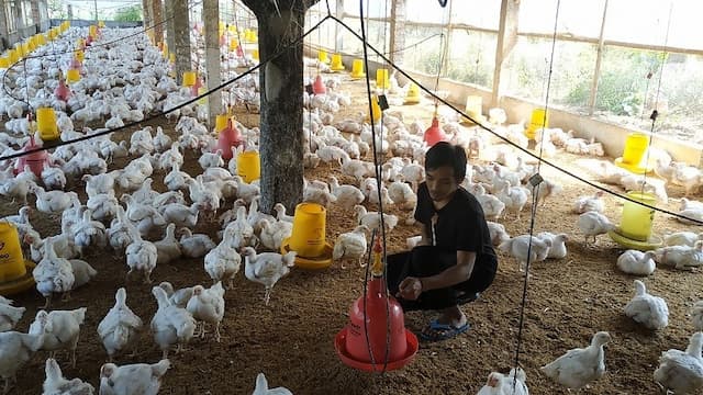 Momen Nataru Angkat Harga Broiler Industri, Biaya Pakan Unggas Mulai Stabil