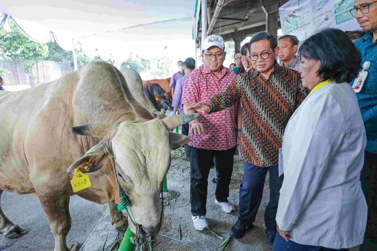 Pramono Pastikan Harga Hewan Kurban di Jakarta Masih Stabil Jelang Iduladha 2026