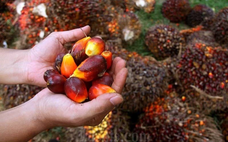 Produksi CPO Naik 10 Persen, Ekspor Produk Sawit Capai USD3,29 Miliar di Oktober 2025
