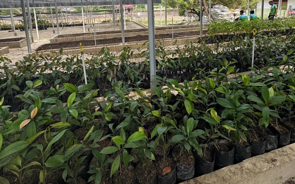 Polisi Bangun Bank Pohon untuk Rehabilitasi Lahan akibat Karhutla di Riau