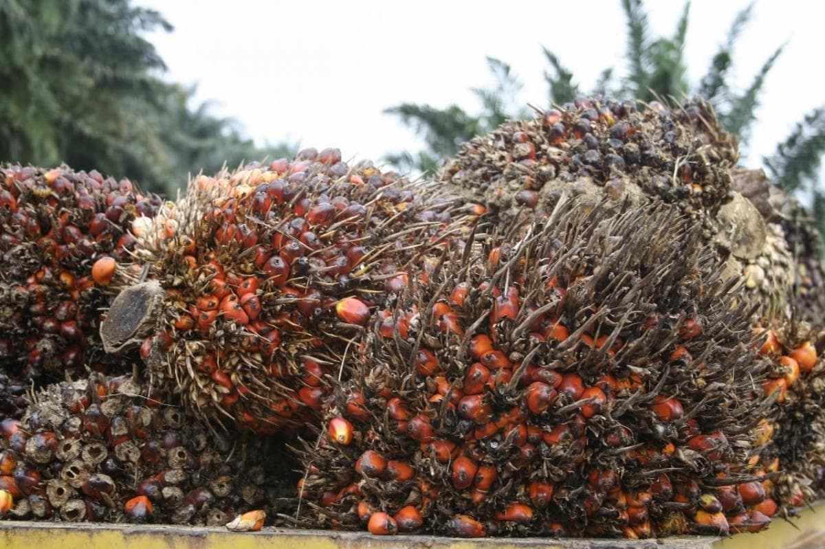 Emiten Sawit TP Rachmat (TAPG) Tambah Plafon Kredit Anak Usaha Jadi Rp300 Miliar