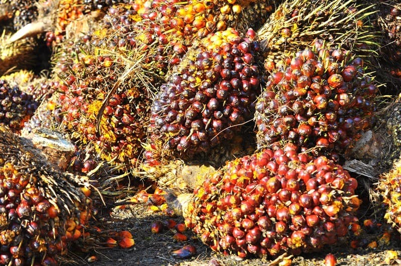 RI Desak Uni Eropa Implementasikan Putusan WTO terkait Sengketa Minyak Sawit RI Desak Uni Eropa Implementasikan Putusan WTO terkait Sengketa Minyak Sawit