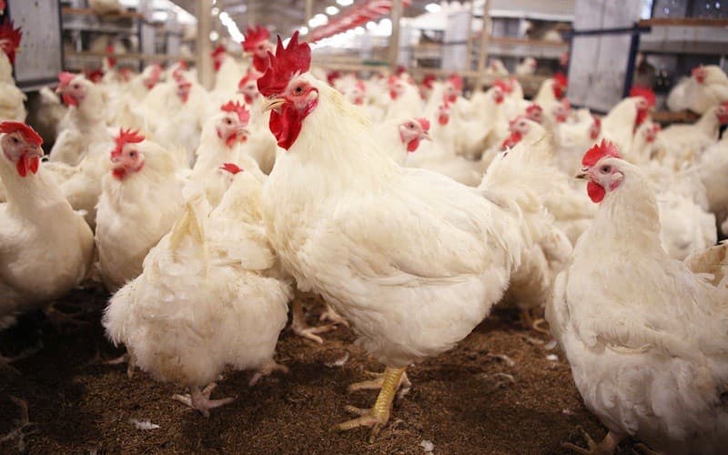 Emiten Unggas (WMUU) Rights Issue 6,1 Miliar Saham, Induk Usaha Konversi Piutang