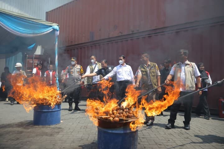 Mengandung OPTK, 72 Ton Bawang Bombai Ilegal dari Belanda Dimusnahkan