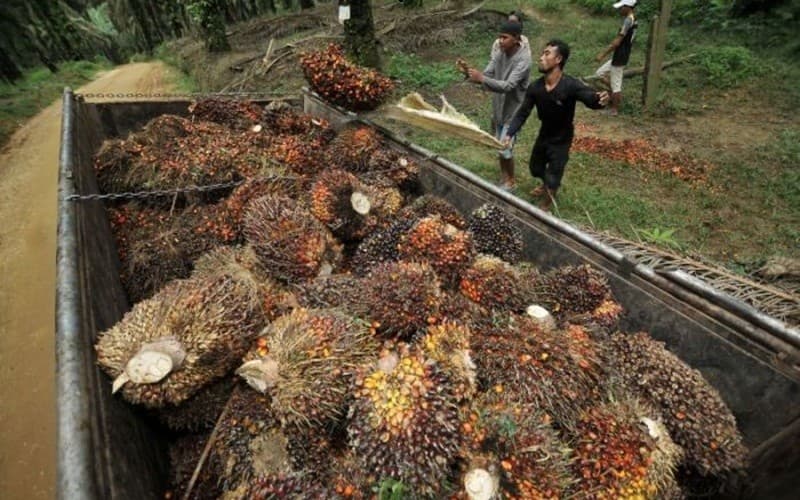 BWPT Umumkan Bagi Hasil Sukuk Mudharabah II 2025 Senilai Rp290 Miliar