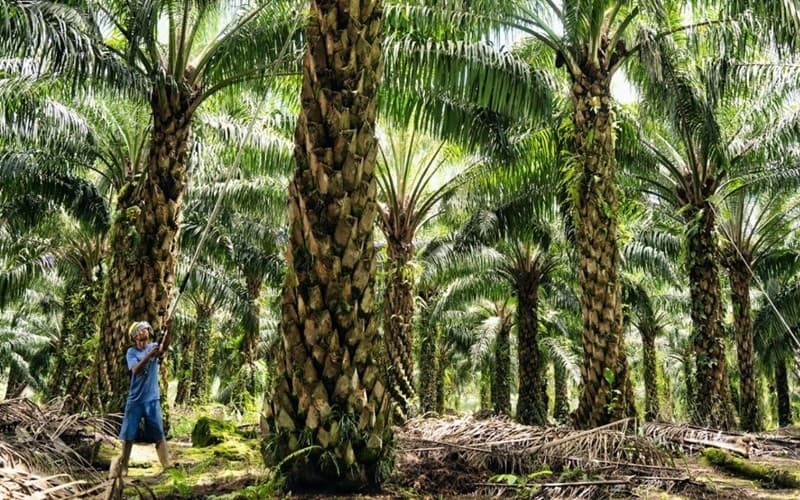 Volume Ekspor Produk Minyak Sawit Tumbuh 9,5 Persen Jadi 32,3 Juta Ton