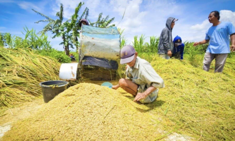 Mentan Sebut Produksi dan Stok Pangan Aman di Tengah Dinamika Cuaca