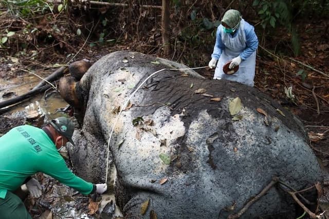 Kemenhut Panggil Direksi Riau Andalan Pulp and Paper Buntut Kematian Gajah Sumatera