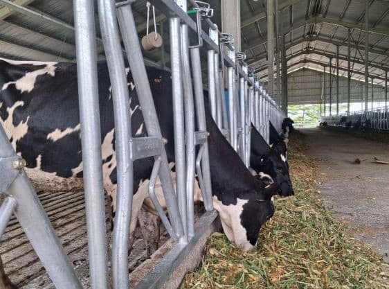 Pasok Susu MBG, Estika Tata (BEEF) Impor Ratusan Sapi Perah 