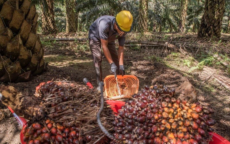 Laba Bersih Sawit Sumbermas Sarana (SSMS) Tumbuh 42 Persen di 2025