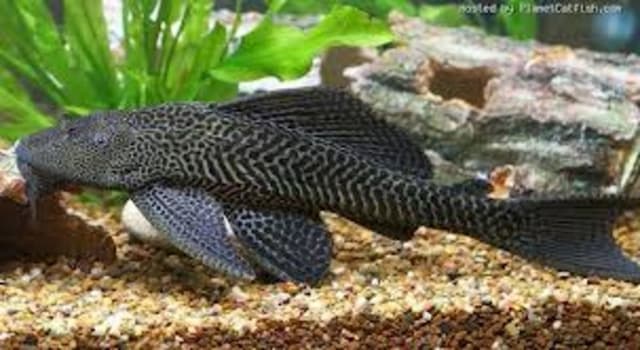 Ikan Sapu-sapu Rusak Ekosistem, Pramono Gelar Pembersihan Serentak pada Jumat