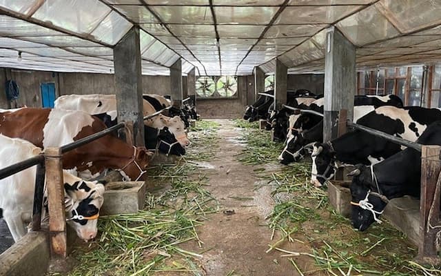 Djarum Group Mau Bangun Peternakan Raksasa Sapi Perah di Brebes