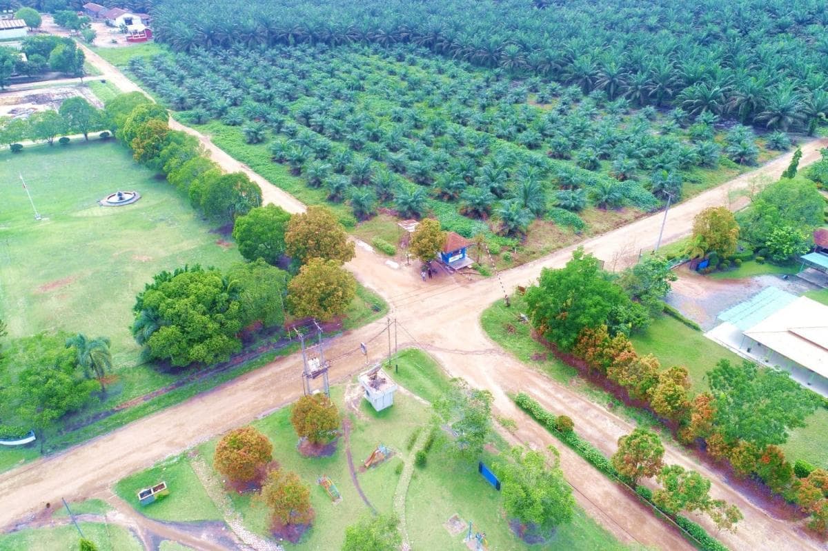 AEP Plantations Jajaki IPO Anak Usaha di BEI, Target Rampung Tengah 2026