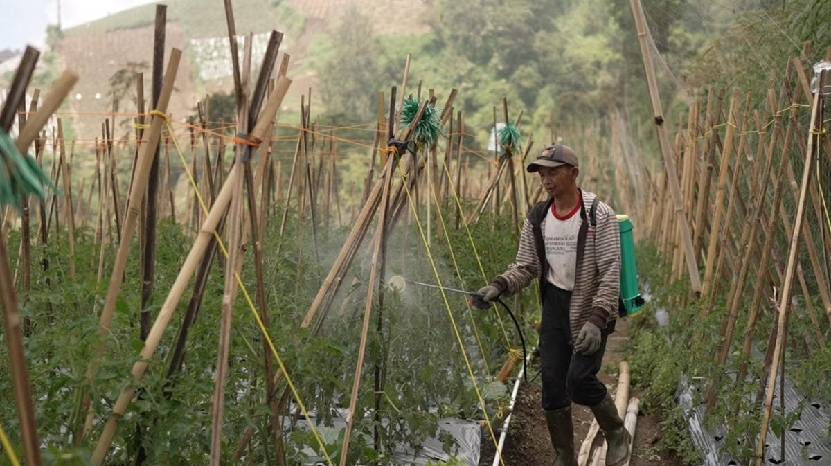 Petani Sayur Kecipratan Berkah Program MBG, Pendapatan Naik hingga 60 Persen