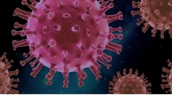Kemenkes Ungkap Ada Dua Suspek Diduga Tertular Virus Hanta di Indonesia