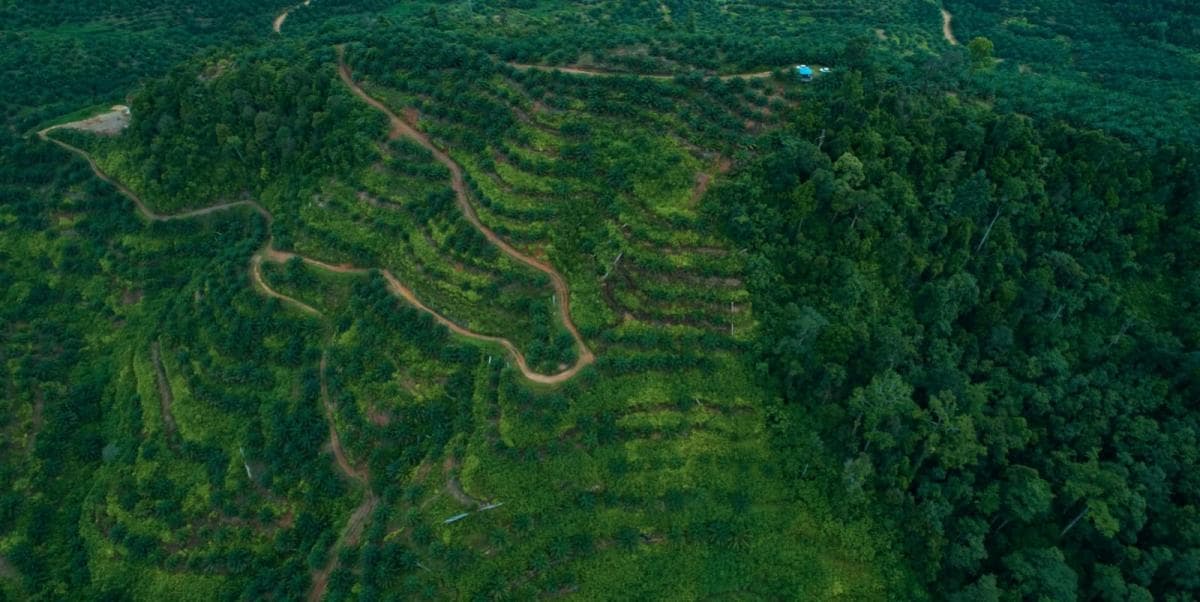 Produktivitas Moncer, Palma Serasih (PSGO) Kantongi Pendapatan Rp2,55 Triliun