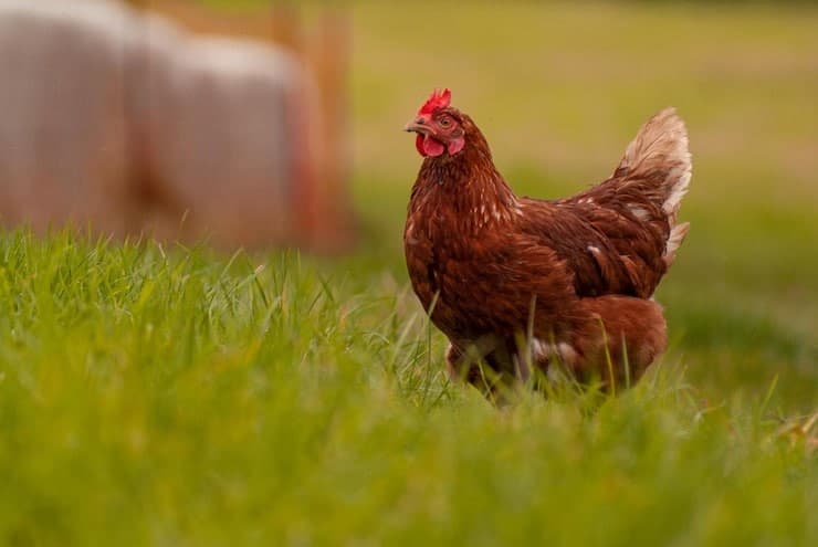 Peternak Dapat Angin Segar, Harga Ayam Hidup Dipatok Minimal Rp19.500 Per Kilogram