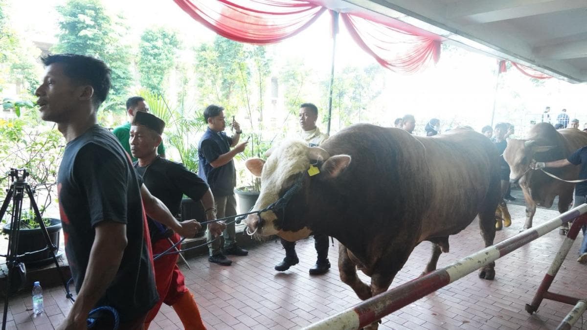 Daging Kurban di Istiqlal Dikemas dalam 10.728 Bungkus, Masing-Masing 1 Kg