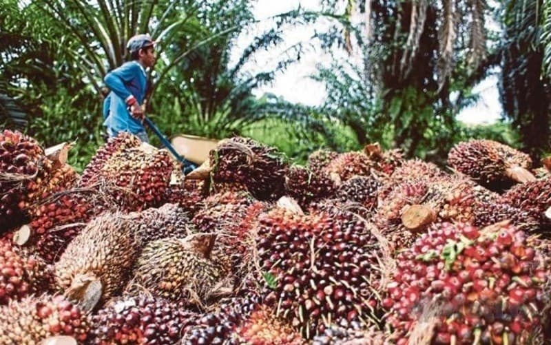 Harga Referensi CPO Turun di Juni 2026, Tarif Bea Keluar Jadi USD148 per Metrik Ton