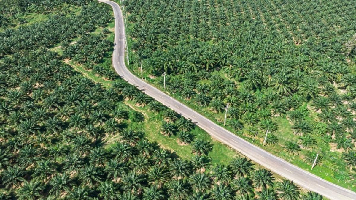 Harga CPO Turun 3 Hari, Pasar Tunggu Katalis Baru