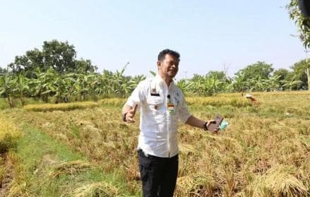 Mentan Minta Tiap Daerah Tanam Padi 1.000 Ha demi Perkuat Lumbung Pangan