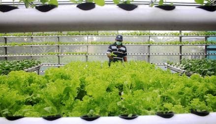 Kisah Inspiratif Petani Seledri yang Hasilkan Puluhan Juta per Bulan