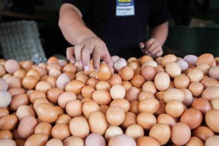Tak hanya Beras, Pemerintah Cairkan Bansos Telur dan Daging Ayam Hari Ini