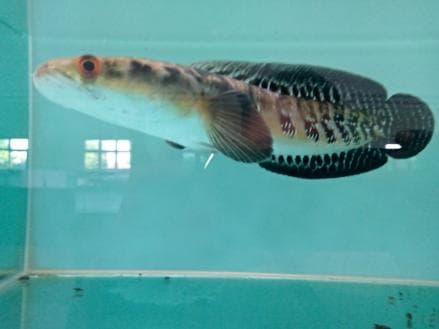 Lagi Jadi Tren, Harga Ikan Channa Bisa Setara Motor PCX