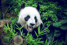 Inilah Alasan Panda tidak Dijual ke Seluruh Dunia oleh China