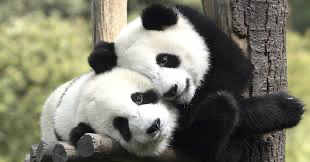 Gaji Pengasuh Panda yang Bikin Melongo, Digaji 36 Juta Per Bulan