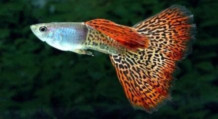 6 Ikan Guppy Termahal 2023, Tembus Jutaan Rupiah per Ekor