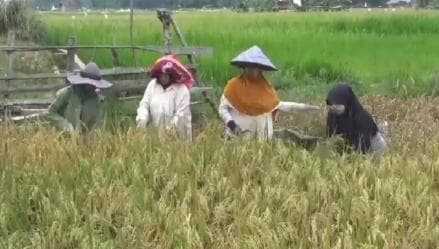 Berkah Kemarau, Harga Gabah dan Beras Tingkat Petani Melonjak