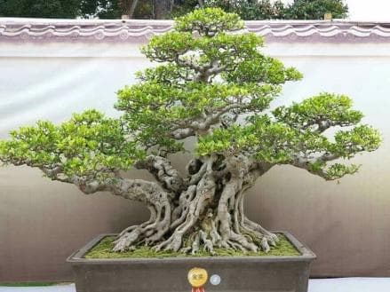 Tembus Rp1 Miliar, Bonsai Kimeng Termahal Katanya Bawa Hoki