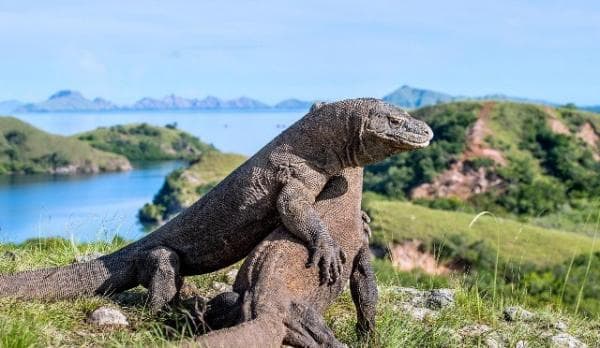 Festival Indonesia Timur Digelar di Belanda, Promosikan Industri Kreatif dan UMKM RI
