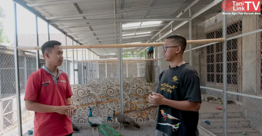 Kisah Sukses Pengusaha Muda Raup Cuan Puluhan Juta dari Ternak Ayam Hias dan Merak