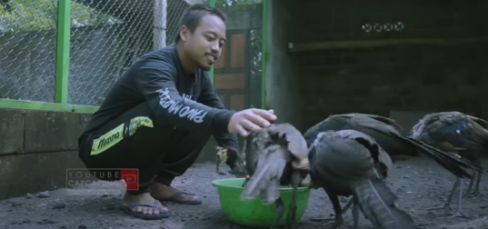 Rawat Merak Hijau Jawa, Peternak Muda Rela Dirikan Penangkaran Bersertifikat